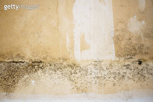 abstract-photograph-of-black-colored-mold-growing-indoors-damaging