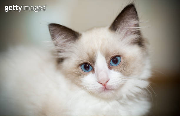 two month old Ragdoll kitten at home 이미지 (1266827098) - 게티이미지뱅크