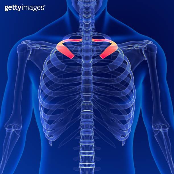 Human skeleton anatomy Rib Cage 2nd Bone 3D Rendering For Medical ...