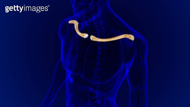 Human skeleton anatomy Clavicle Bones 3D Rendering (1271572655) 일러스트 ...