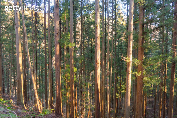 Japanese Giant Cedar Trees in Forest. Tall trees at Arashiyama in ...