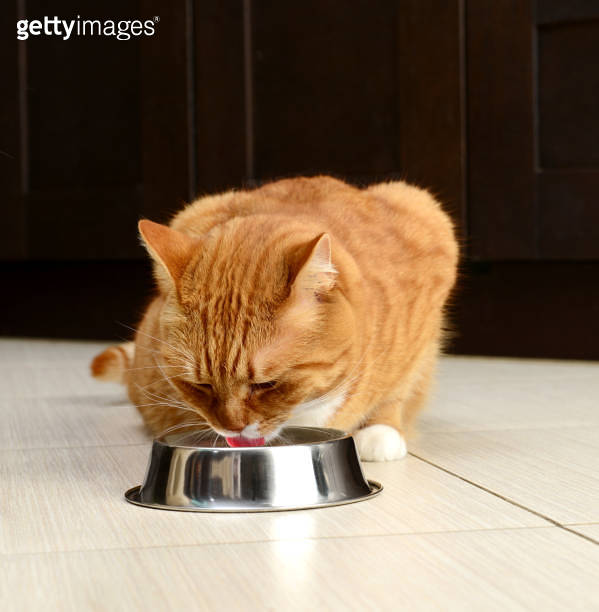 cute british shorthair cat eating food from a bowl 이미지 (1256164180