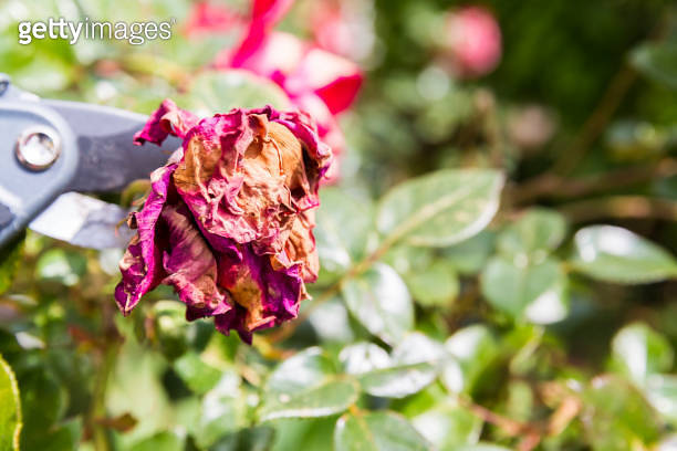 Mature woman hand using shears to cut wilted red rose flower 이미지 ...