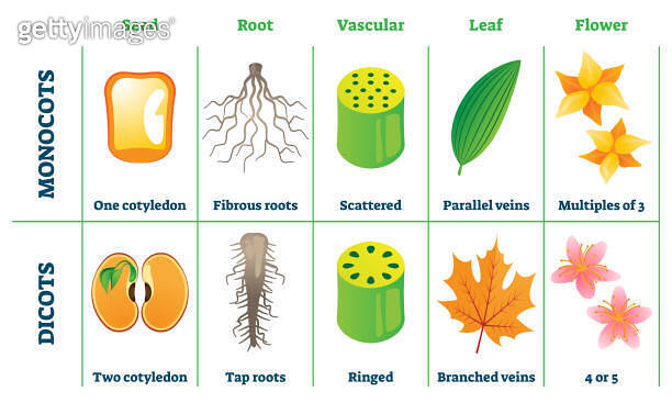 Monocots and dicots vector illustration. Labeled comparison division ...