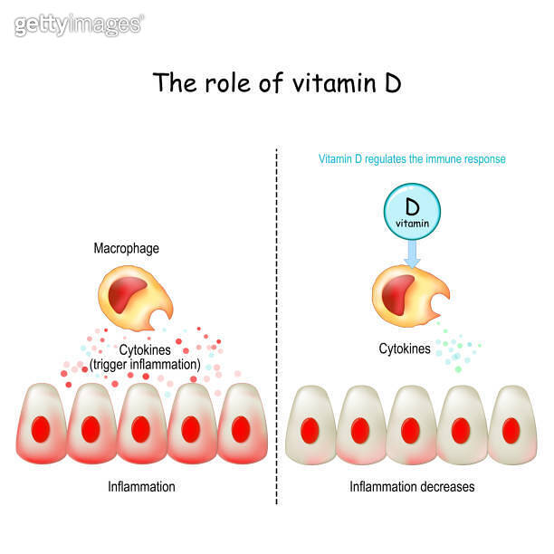 Vitamin D, immune system and COVID19 이미지 (1281495755) 게티이미지뱅크
