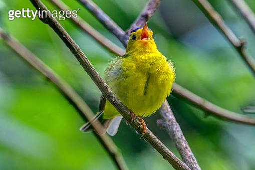 American Goldfinch singing in a tree 이미지 (1280653435) - 게티이미지뱅크