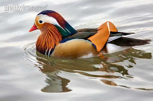 Closeup male mandarin duck (Aix galericulata) swimming, viewed of ...