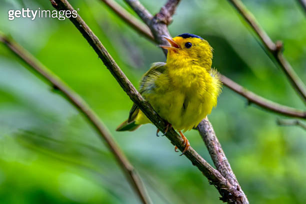 American Goldfinch singing in a tree 이미지 (1249010047) - 게티이미지뱅크