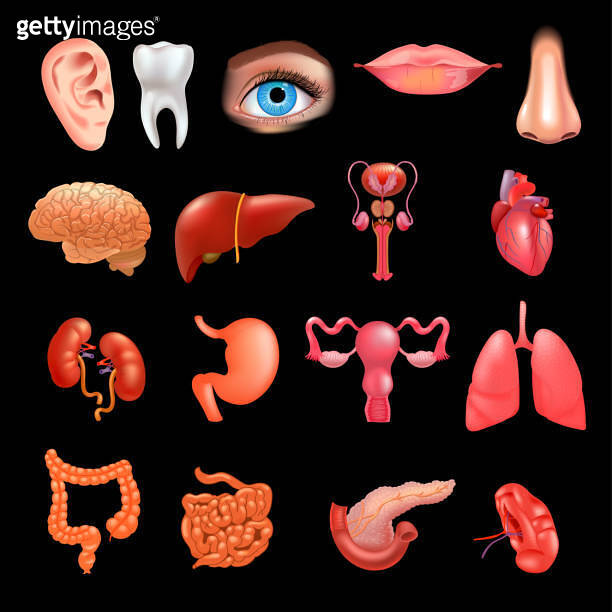 Vector internal organs icon set. Realistic vector illustration. 이미지 ...