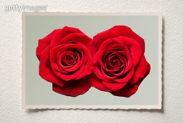Vintage photo with two red roses 이미지 (1252898691) - 게티이미지뱅크