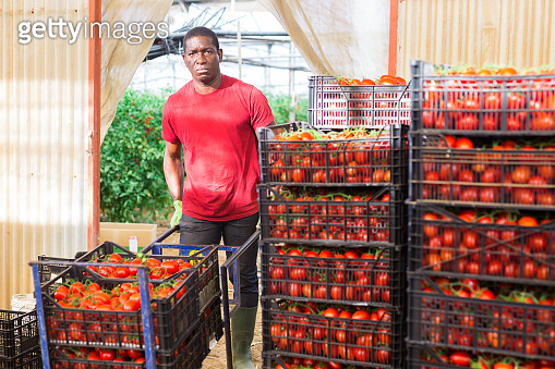Gardener stacking boxes with tomatoes in greenhouse vegetable store 이미지 ...