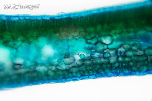 Cross-section leaf Plant of under the microscope for classroom ...