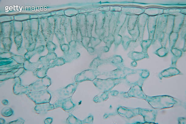 Cross-section leaf Plant of under the microscope for classroom ...