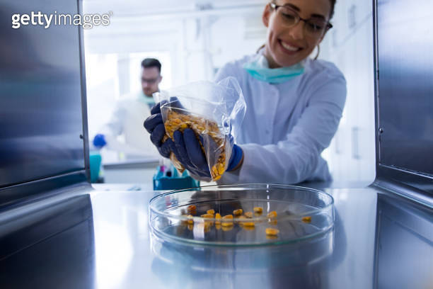 Agronomist testing corn grains in laboratory 이미지 (1215472996) - 게티이미지뱅크