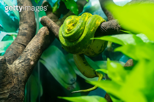 Green tree python wrapped around a dead tree branch (1204601581) - 게티이미지뱅크