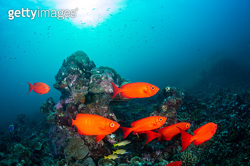 Colorful Crescent-Tail Bigeye fish underwater on a tropical coral reef ...