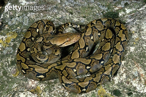 Reticulated Python, python reticulatus, Adult standing on Rock ...