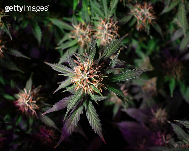 ripening cannabis bud on a bush with green leaves 이미지 (1281312258) - 게티 ...
