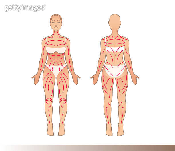 Women body with massage lines. Dry brush massage scheme. Front and back ...