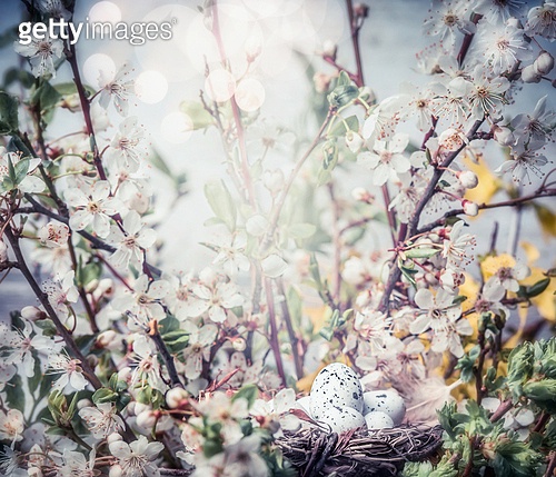 Easter greeting card with bird nest and eggs on branch of cherry tree ...