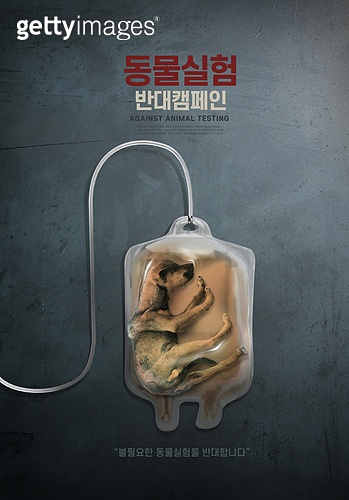 동물실험, 시위 (사건), 동물보호이슈 (동물테마), 사회이슈 (주제), 캠페인, 동물보호이슈, 식염수링거주사 (정맥주사), 강아지  이미지 (Jv12107973) - 게티이미지뱅크