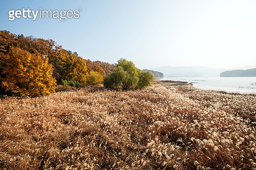 가을,억새,꽃,단풍,나무,언덕,대청호,동구,대전 (a13042835) - 게티이미지뱅크
