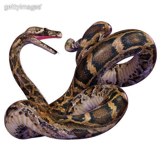 3D illustration Burmese python on white 이미지 (1344053501) - 게티이미지뱅크
