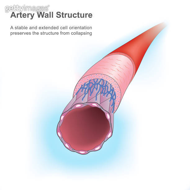 Artery Wall Structure. This figure showing a human artery in explain