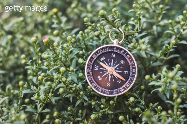 Vintage compass on bush in the green foliage in nature. Abstract image ...