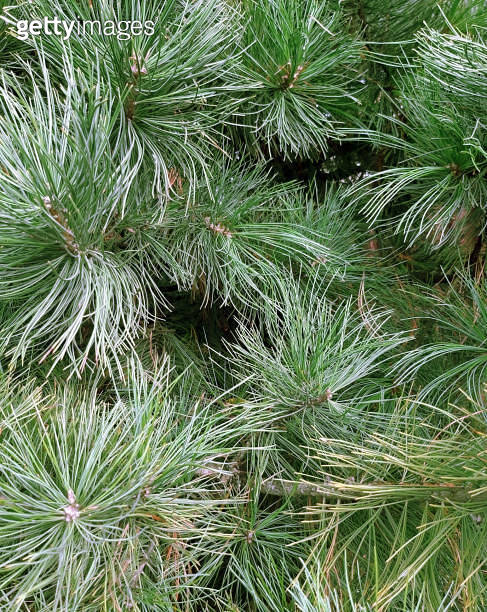 Pine branches background, long needles with gray 이미지 (1335285726) - 게티이미지뱅크