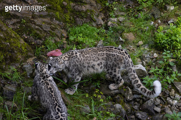 Leopard Eats Rabbit Majestic snow leaopard eats a big meat and then an other snow leopard ...