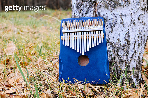 Kalimba is an African musical instrument in forest near tree ...