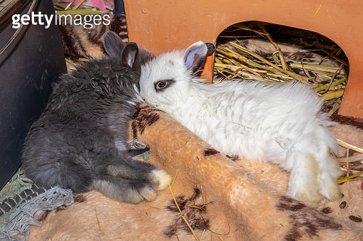Domestic white and grey baby Jersey Wooly rabbit eating and sleeping ...