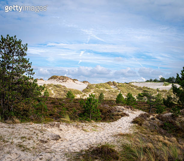 The nature reserve of the dunes of Schoorl, North Holland, Netherlands ...
