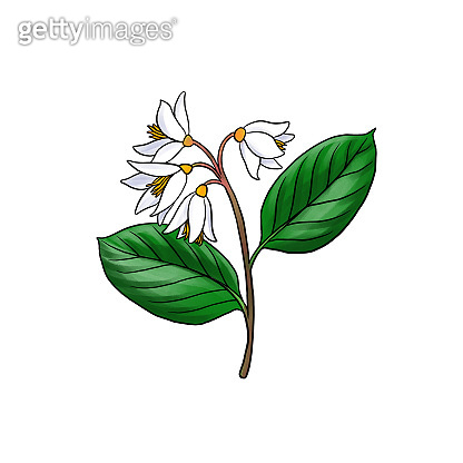 drawing branch of gum benjamin tree isolated at white background 이미지