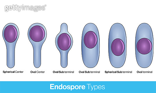 Types of endospores medical illustrations. (1323647519) - 게티이미지뱅크