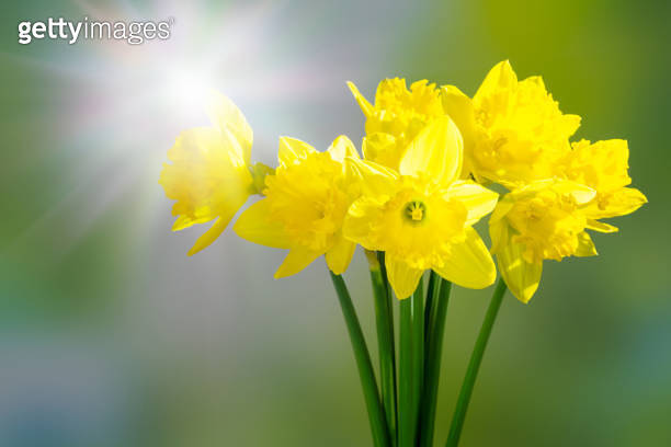 Idyll Spring yellow daffodils in sunshine, spring idyll with beautiful easter ...