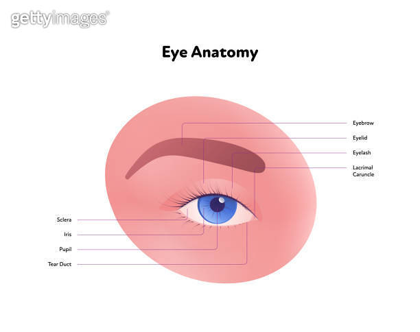 Human eye anatomy and vision medical infographic chart. Vector ...
