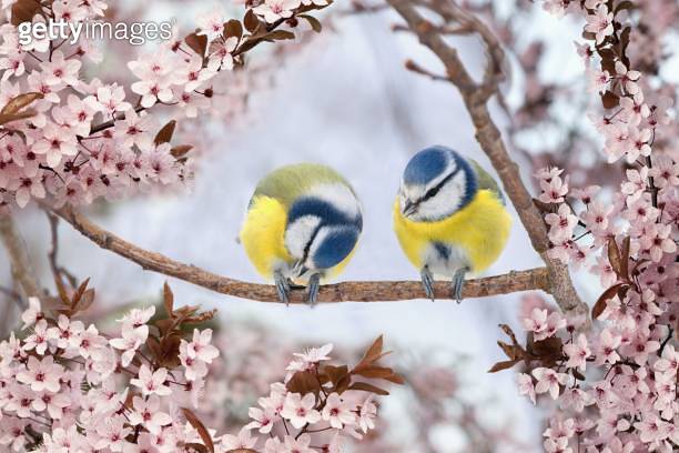 beautiful-spring-scenery-with-couple-of-blue-tit-birds-sitting-on-the