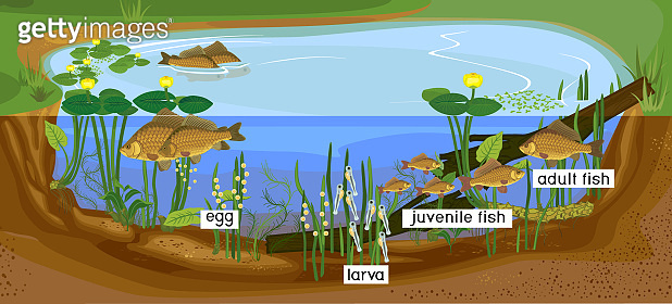 Ecosystem of pond and fish life cycle. Sequence of stages of ...