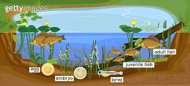 Ecosystem of pond and fish life cycle. Sequence of stages of ...