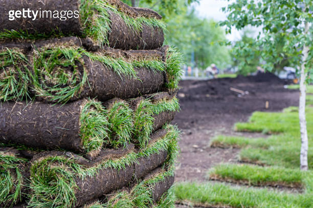 Turf Rall Stack of turf grass for lawn. Carpet of turf, roll of sod, turf grass ...