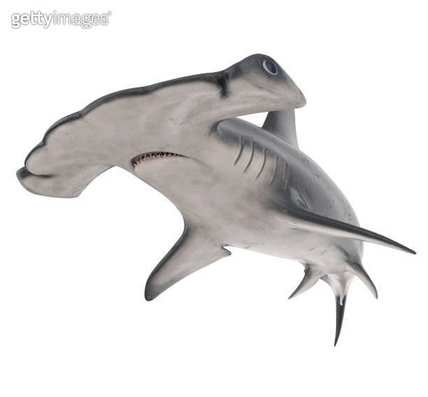 Hammerhead Shark Isolated 이미지 (1301888107) - 게티이미지뱅크