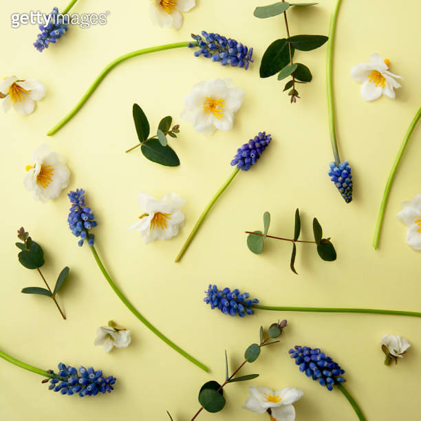 Spring Flowers Square Spring flowers square background. Fresh muscari and wild flowers on ...