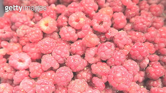 Raspberry background. Large, red, fresh, first-class berries of garden ...
