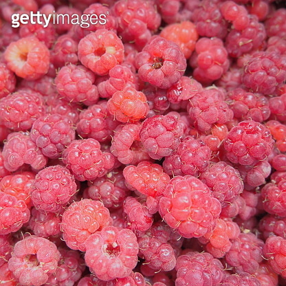 Raspberry background. Large, red, fresh, first-class berries of garden ...