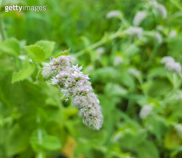 Healing herbs plant mentha piperita english peppermint