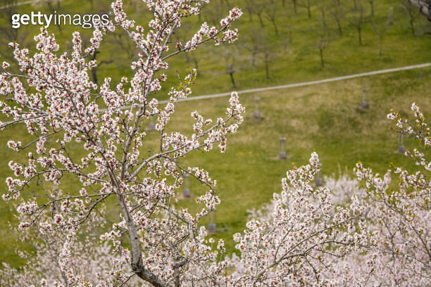 Close up, apple blossom white and pink flowers, flowering branch of ...