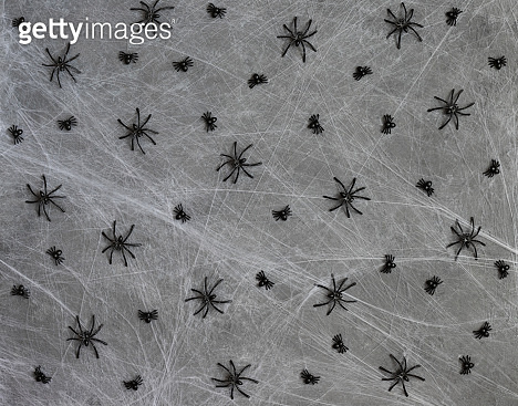 Halloween background with spiders in the web. White spider web with ...