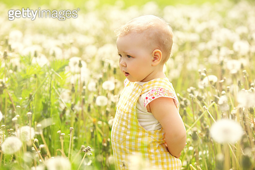 little girl on a walk in a field with dandelions, sunny summer day 이미지 ...